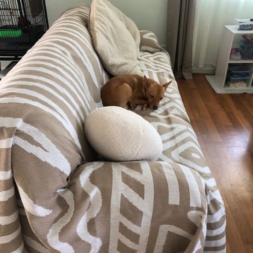 Best sofa cover for pets in cream geometric pattern protecting couch from dog fur and dirt