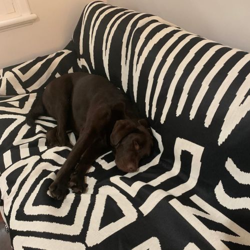 Best dog couch cover in black geometric pattern with chocolate labrador sleeping comfortably on protected sofa